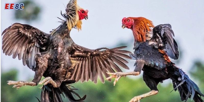 Giới thiệu về Đá Gà Cựa Dao tại EE88