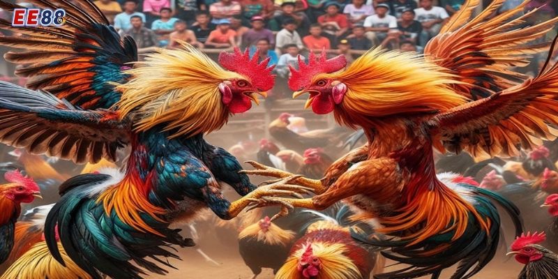 Cách tham gia chơi đá gà cựa sắt Thomo cho anh em mới bắt đầu